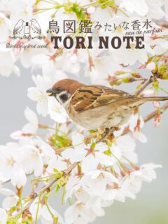 鳥図鑑みたいな香水『TORI NOTE』
鳥の生態を香りで表現したフレグランス.·˖*

ページをめくると
鳥たちの暮らしがすぐそこに🕊️

▮すずめ
花蜜をたのしむすずめと日向ぼっこを思わせる香り

top：ベルガモット リーフグリーン
middle：ホーリーフ ローズ ジャスミン 
グリーンティー クラリセージ
last：ホワイトムスク

鳥ノート オードパルファン すずめ
オンラインショップ｜直営店:よしとよ京都駅店・嵐山店 

#コトノカ #cotonoca #鳥ノート
#オードパルファン #すずめ