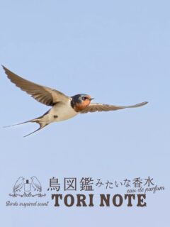 鳥図鑑みたいな香水『TORI NOTE』
鳥の生態を香りで表現したフレグランス.·˖*

ページをめくると
鳥たちの暮らしがすぐそこに🕊️

▮つばめ
軽やかに空を舞うツバメと、初夏の夕暮れを思わせる香り

top: ベルガモット スイートオレンジ 
middle: エレミ ジャスミン
last: ココナッツ シダーウッド パチョリ 
アンバー ホワイトムスク

鳥ノート オードパルファン つばめ
オンラインショップ｜直営店:よしとよ京都駅店・嵐山店 

#コトノカ #cotonoca #鳥ノート
#オードパルファン #つばめ