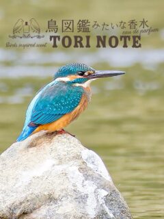 鳥図鑑みたいな香水『TORI NOTE』
鳥の生態を香りで表現したフレグランス.·˖*
ページをめくると
鳥たちの暮らしがすぐそこに🕊️
▮かわせみ
澄んだ渓谷に降り注ぐ木漏れ日と
水辺の静けさを思わせる香り
top: ベルガモット レモン ライム リーフグリーン
middle: ヒノキ ガルバナム ミュゲ グリーンティー
last: シダーウッド サンダルウッド ホワイトムスク
鳥ノート オードパルファン かわせみ
オンラインショップ|直営店:よしとよ京都駅店・嵐山店
#コトノカ #cotonoca #鳥ノート
#オードパルファン #かわせみ