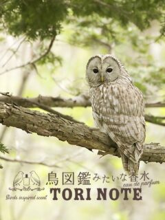 鳥図鑑みたいな香水『TORI NOTE』
鳥の生態を香りで表現したフレグランス.·˖*

ページをめくると
鳥たちの暮らしがすぐそこに🕊️

▮ふくろう
月夜の社寺林と、静かに羽ばたく
ふくろうを思わせる香り

top：ジュニパーベリー カルダモン ゼラニウム
middle：ジンジャー クローブ ミュゲ ジャスミン
last：シダーウッド ベチバー パチョリ
ホワイトムスク バニラ

鳥ノート オードパルファン ふくろう
オンラインショップ｜直営店:よしとよ京都駅店・嵐山店 

#コトノカ #cotonoca #鳥ノート
#オードパルファン #ふくろう